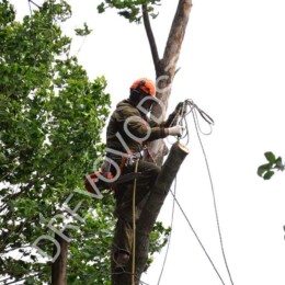 Drevovodstvo.ru-Удаление деревьев