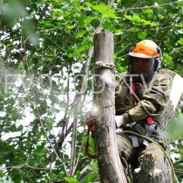 Drevovodstvo.ru-Удаление деревьев