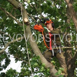 Drevovodstvo.ru-Удаление деревьев