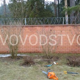 Drevovodstvo.ru-Обрезка деревьев