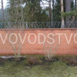 Drevovodstvo.ru-Обрезка деревьев