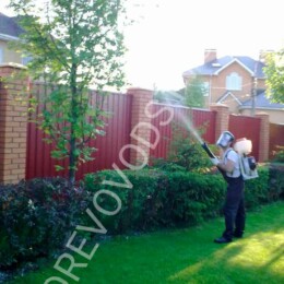 Drevovodstvo.ru-Обработка деревьев