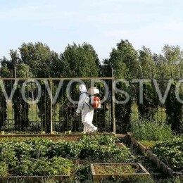 Drevovodstvo.ru-Обработка деревьев