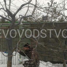 Drevovodstvo.ru-Лечение деревьев