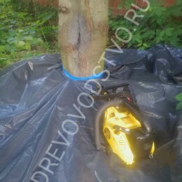 Drevovodstvo.ru-Лечение деревьев