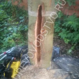 Drevovodstvo.ru-Лечение деревьев