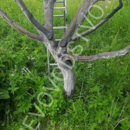 Drevovodstvo.ru-Лечение деревьев