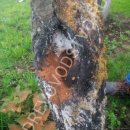 Drevovodstvo.ru-Лечение деревьев