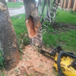 Drevovodstvo.ru-Лечение деревьев