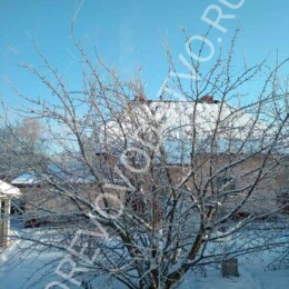 Drevovodstvo.ru-Обрезка деревьев