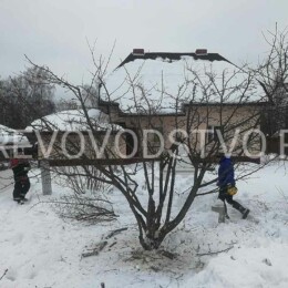 Drevovodstvo.ru-Обрезка деревьев