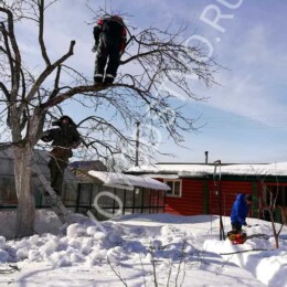 Drevovodstvo.ru-Обрезка деревьев