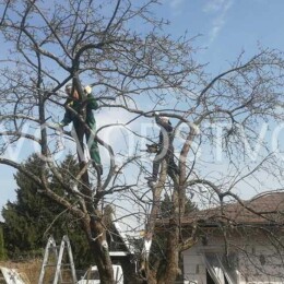 Drevovodstvo.ru-Обрезка деревьев