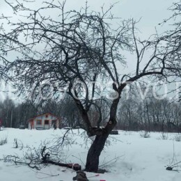 Drevovodstvo.ru-Обрезка деревьев