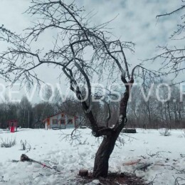 Drevovodstvo.ru-Обрезка деревьев