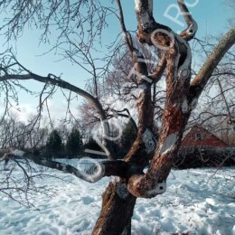 Drevovodstvo.ru-Обрезка деревьев