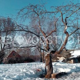 Drevovodstvo.ru-Обрезка деревьев