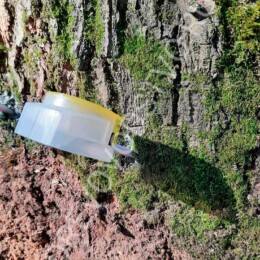 Drevovodstvo.ru-Лечение деревьев