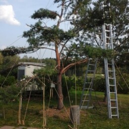 Drevovodstvo.ru-Обрезка деревьев