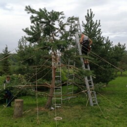 nor Drevovodstvo.ru-Обрезка деревьев