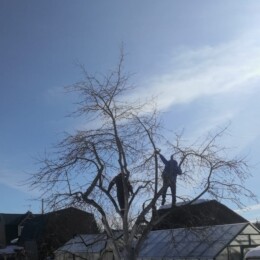 Drevovodstvo.ru-Обрезка деревьев