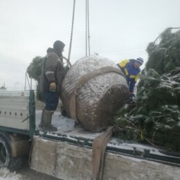 Drevovodstvo.ru-Посадка деревьев