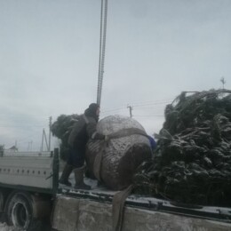 Drevovodstvo.ru-Посадка деревьев