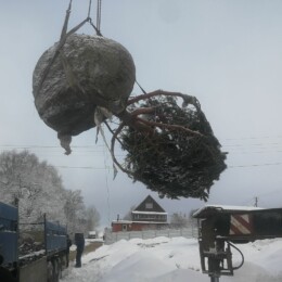 Drevovodstvo.ru-Посадка деревьев