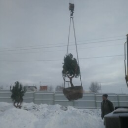 Drevovodstvo.ru-Посадка деревьев