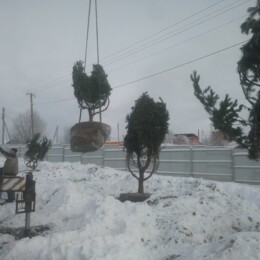 Drevovodstvo.ru-Посадка деревьев