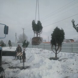 Drevovodstvo.ru-Посадка деревьев