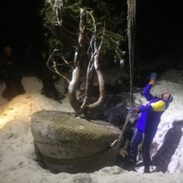 Drevovodstvo.ru-Посадка деревьев