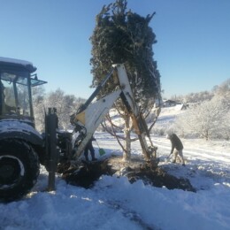 Drevovodstvo.ru-Посадка деревьев