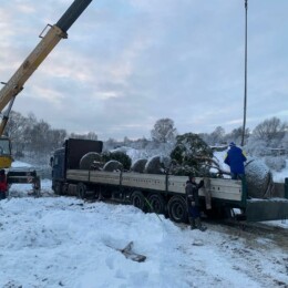 Drevovodstvo.ru-Посадка деревьев