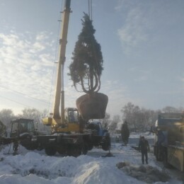 Drevovodstvo.ru-Посадка деревьев