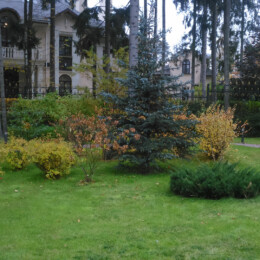 Drevovodstvo.ru-Посадка деревьев