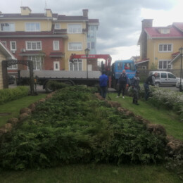 Drevovodstvo.ru-Посадка деревьев