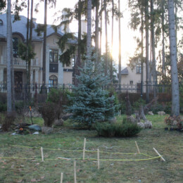 Drevovodstvo.ru-Посадка деревьев