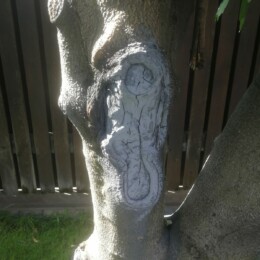 Drevovodstvo.ru-Лечение деревьев