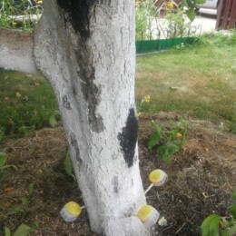 Drevovodstvo.ru-Лечение деревьев