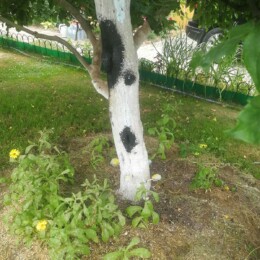 Drevovodstvo.ru-Лечение деревьев