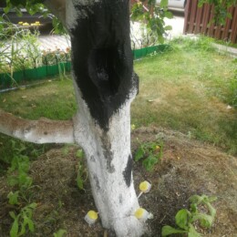 Drevovodstvo.ru-Лечение деревьев