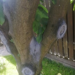 Drevovodstvo.ru-Лечение деревьев