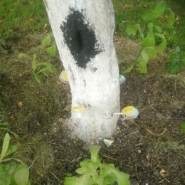 Drevovodstvo.ru-Лечение деревьев