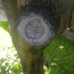 Drevovodstvo.ru-Лечение деревьев