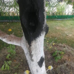 Drevovodstvo.ru-Лечение деревьев