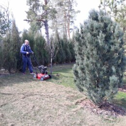 Drevovodstvo.ru-Скарификация газона