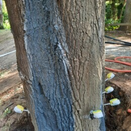 Drevovodstvo.ru-Лечение деревьев