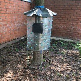 Drevovodstvo.ru-Лечение деревьев