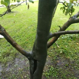 Drevovodstvo.ru-Лечение деревьев